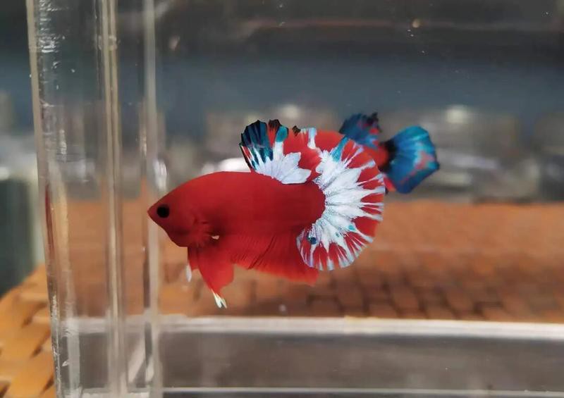 金龍魚為什么便宜好養(yǎng)活 金龍魚為什么便宜好養(yǎng)活 龍魚百科 第8張
