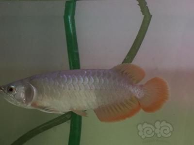 龍魚(yú)發(fā)色燈正確位置圖：龍魚(yú)發(fā)色燈正確位置
