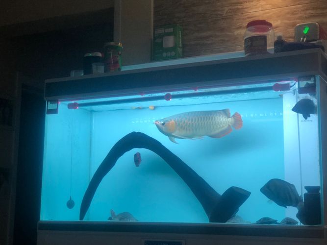 馬印神燈能照過背金龍魚嗎