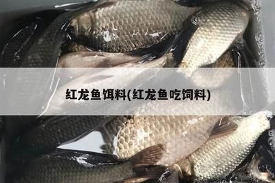 紅龍魚喂食量與喂食頻率的關系（紅龍魚喂食量與喂食頻率關系的詳細解釋）