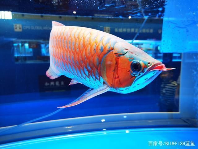 龍魚靠什么辨別食物類型（龍魚如何辨別食物類型）