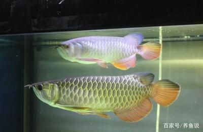 一米的紅龍魚能繁殖嗎多少錢：一米的紅龍魚能繁殖嗎多少錢一米的紅龍魚能繁殖嗎