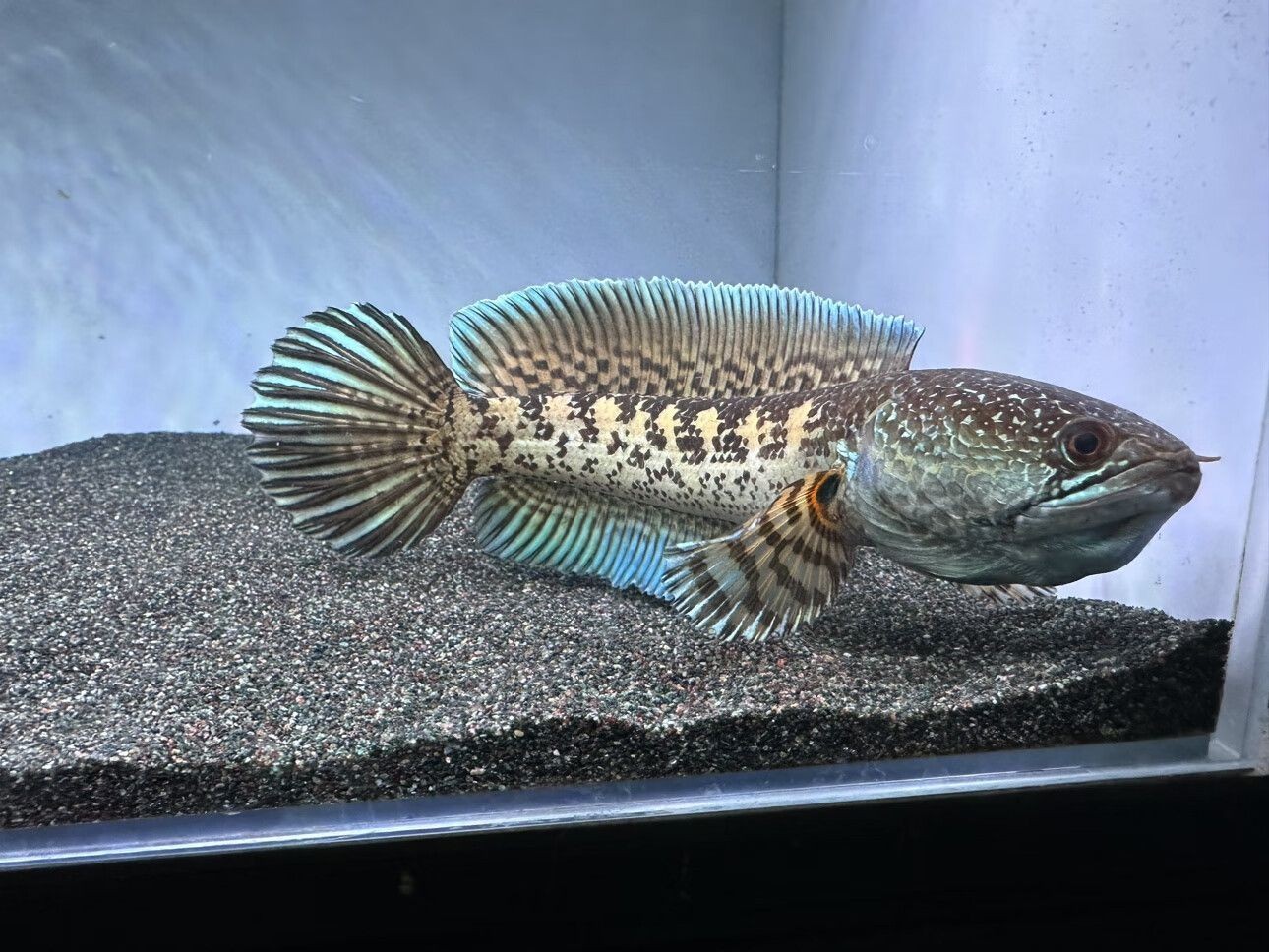 雷龍魚怎么喂大帆：喂養雷龍魚大帆時應提供多樣化且營養均衡的飼料建議 雷龍魚怎么喂大帆：喂養雷龍魚大帆時應提供多樣化且營養均衡的飼料建議 龍魚百科 第5張