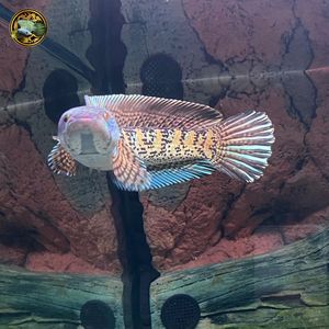 雷龍魚怎么喂大帆：喂養雷龍魚大帆時應提供多樣化且營養均衡的飼料建議 雷龍魚怎么喂大帆：喂養雷龍魚大帆時應提供多樣化且營養均衡的飼料建議 龍魚百科 第4張