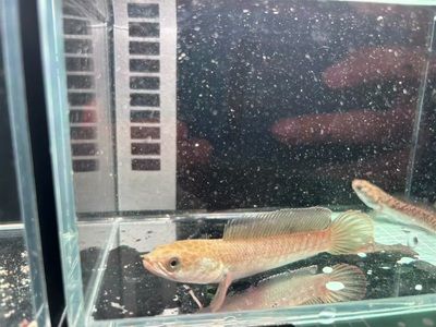 雷龍魚怎么喂大帆：喂養雷龍魚大帆時應提供多樣化且營養均衡的飼料建議 雷龍魚怎么喂大帆：喂養雷龍魚大帆時應提供多樣化且營養均衡的飼料建議 龍魚百科 第1張