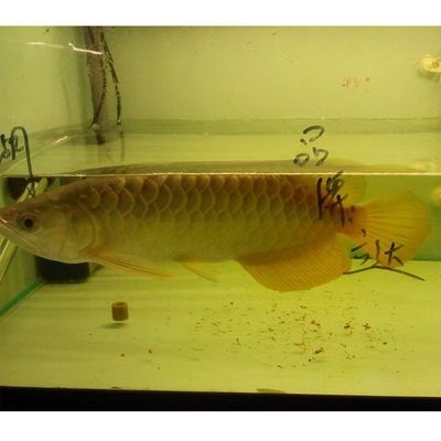 紅龍魚開什么燈（養紅龍魚用什么燈好） 紅龍魚開什么燈（養紅龍魚用什么燈好） 龍魚百科 第3張