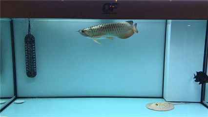 紅龍魚開什么燈（養紅龍魚用什么燈好） 紅龍魚開什么燈（養紅龍魚用什么燈好） 龍魚百科 第7張