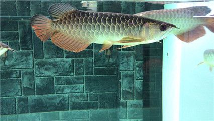 紅龍魚開什么燈（養紅龍魚用什么燈好） 紅龍魚開什么燈（養紅龍魚用什么燈好） 龍魚百科 第6張