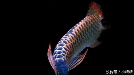 七彩銀龍魚和銀龍魚一起養可以嗎（七彩神仙魚和銀龍魚并不適合一起混養）