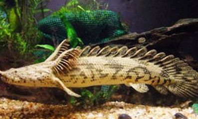 龍魚忽然撞缸什么原因引起的：龍魚撞缸可能由多種原因引起