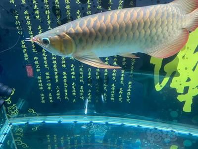 龍魚怎么養成寬身：如何讓龍魚養成寬身？