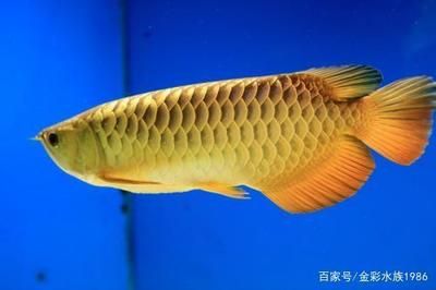 金底金龍魚和藍底金龍魚：金底金龍魚和藍底金龍魚的區別 金底金龍魚和藍底金龍魚：金底金龍魚和藍底金龍魚的區別 龍魚百科 第2張
