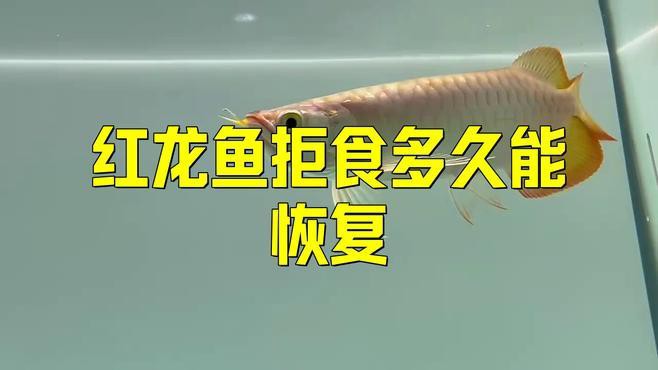 紅龍魚不開食怎么辦？ 紅龍魚不開食怎么辦？ 龍魚百科 第1張