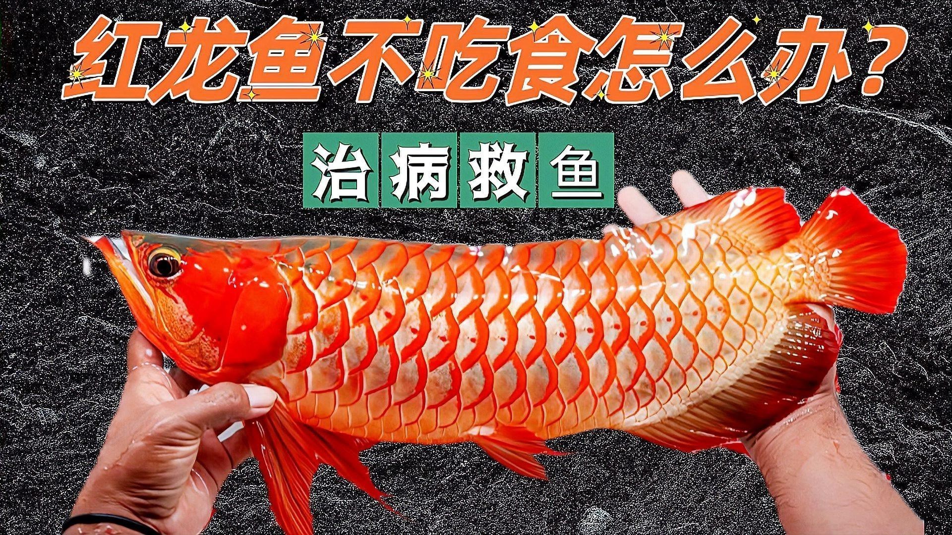 紅龍魚不開食怎么辦？ 紅龍魚不開食怎么辦？ 龍魚百科 第5張