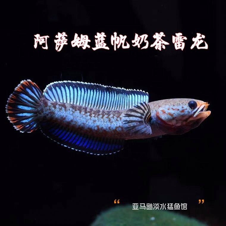 奶茶雷龍魚的市場價格是多少