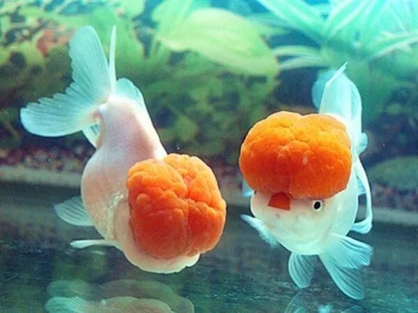 龍魚死亡后多久可以養新魚？ 龍魚死亡后多久可以養新魚？ 龍魚百科 第5張