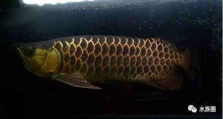 龍魚用什么水養比較好？：養龍魚需要注意以下幾個方面 龍魚用什么水養比較好？：養龍魚需要注意以下幾個方面 龍魚百科 第2張