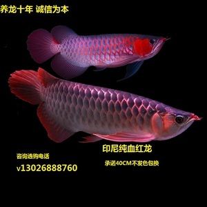 血龍魚是什么魚：世界上最貴的觀賞魚:血龍魚是什么魚血龍魚多少錢一條