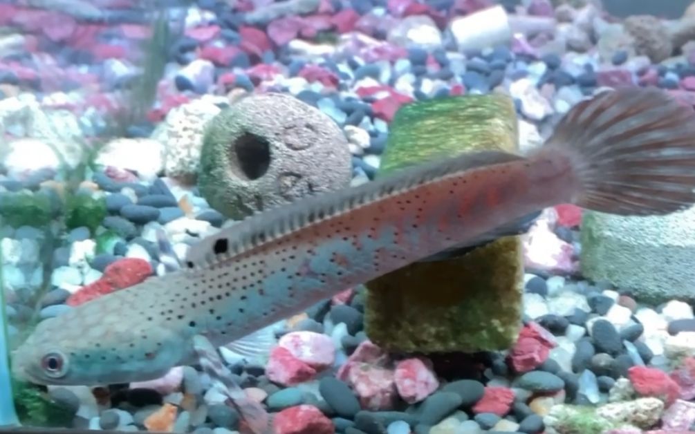 龍魚下嘴唇爛怎么回事（龍魚下嘴唇爛可能由多種因素引起）