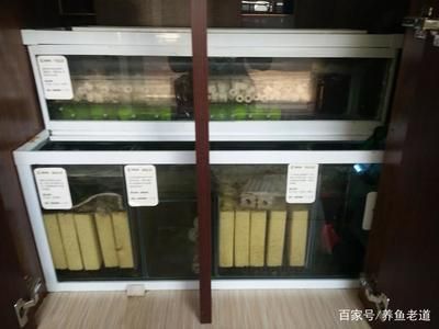 龍魚濾材最佳搭配：龍魚缸濾材搭配方案
