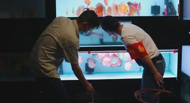 龍魚濾材最佳搭配：龍魚缸濾材搭配方案