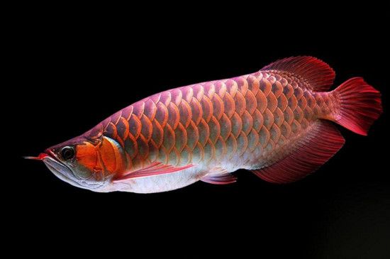 龍魚濾材最佳搭配：龍魚缸濾材搭配方案