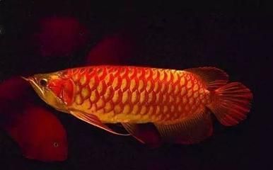 虎紋孔龍魚能下鹽嗎：虎紋孔龍魚可以下鹽嗎虎紋孔龍魚可以下鹽嗎 虎紋孔龍魚能下鹽嗎：虎紋孔龍魚可以下鹽嗎虎紋孔龍魚可以下鹽嗎 龍魚百科 第2張