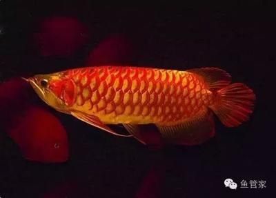 虎紋孔龍魚能下鹽嗎：虎紋孔龍魚可以下鹽嗎虎紋孔龍魚可以下鹽嗎 虎紋孔龍魚能下鹽嗎：虎紋孔龍魚可以下鹽嗎虎紋孔龍魚可以下鹽嗎 龍魚百科 第3張