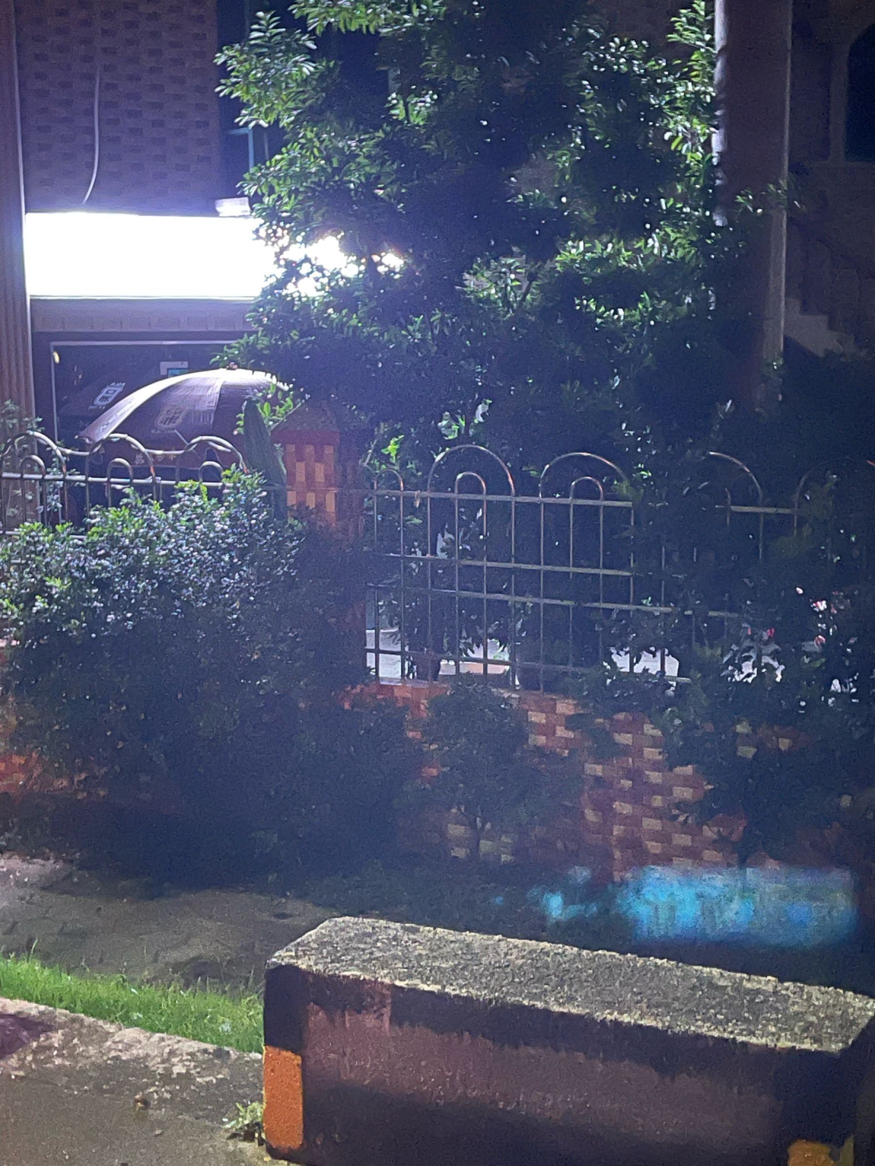 廣州哪里是批發(fā)龍魚的地方啊圖片