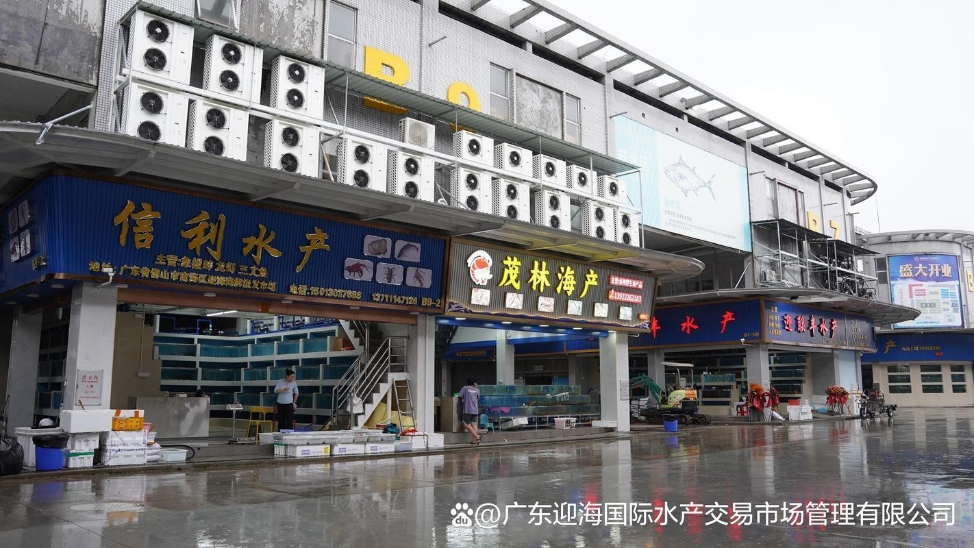 廣州哪里是批發龍魚的地方啊圖片
