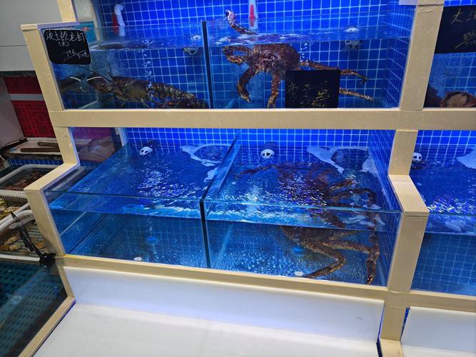 廣州哪里是批發龍魚的地方啊圖片
