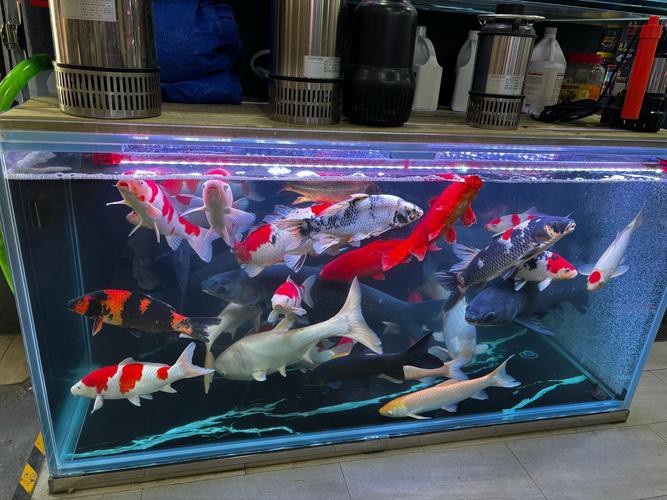 廣州哪里是批發龍魚的地方啊圖片