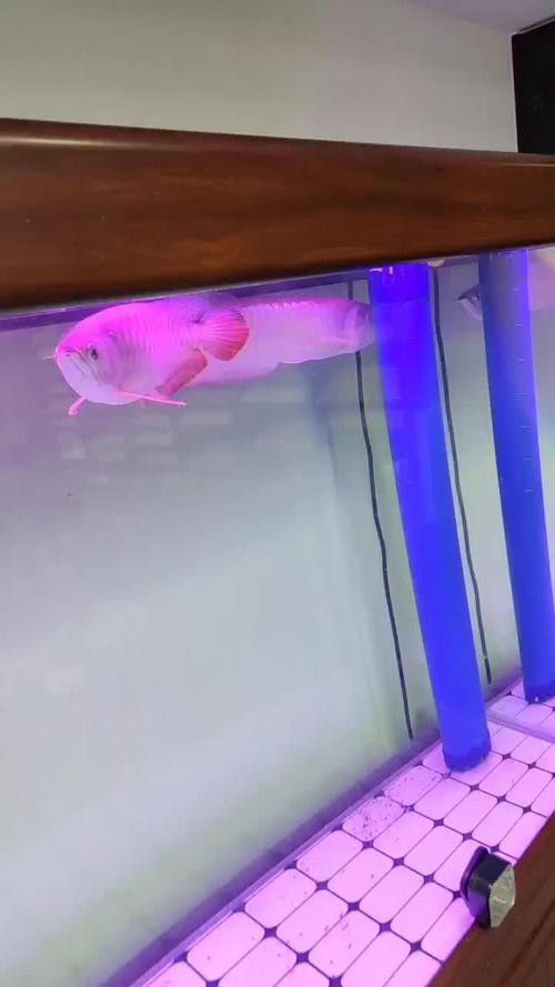 西安龍魚活體實體店在哪里賣魚好