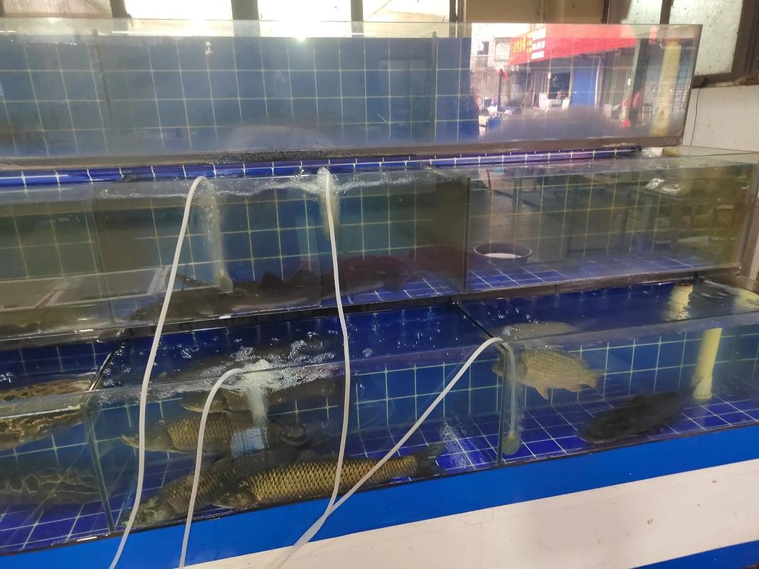 龍魚批發(fā)基地圖片大全大圖