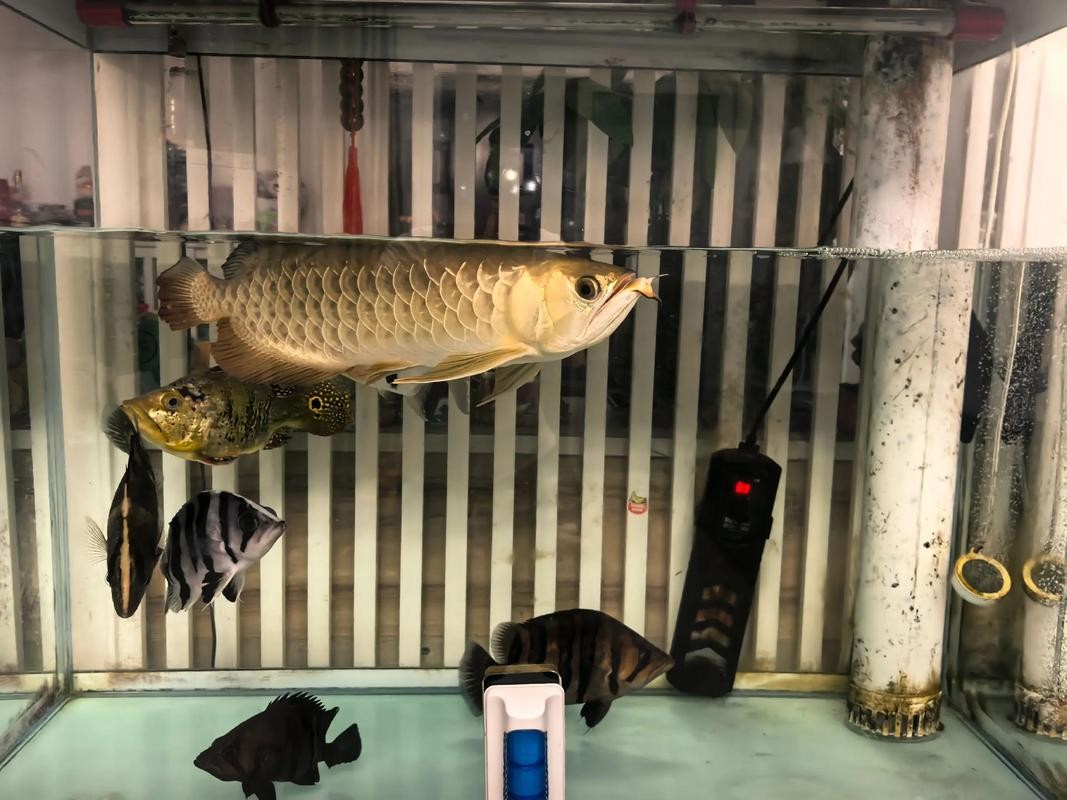 龍魚批發(fā)基地圖片大全大圖