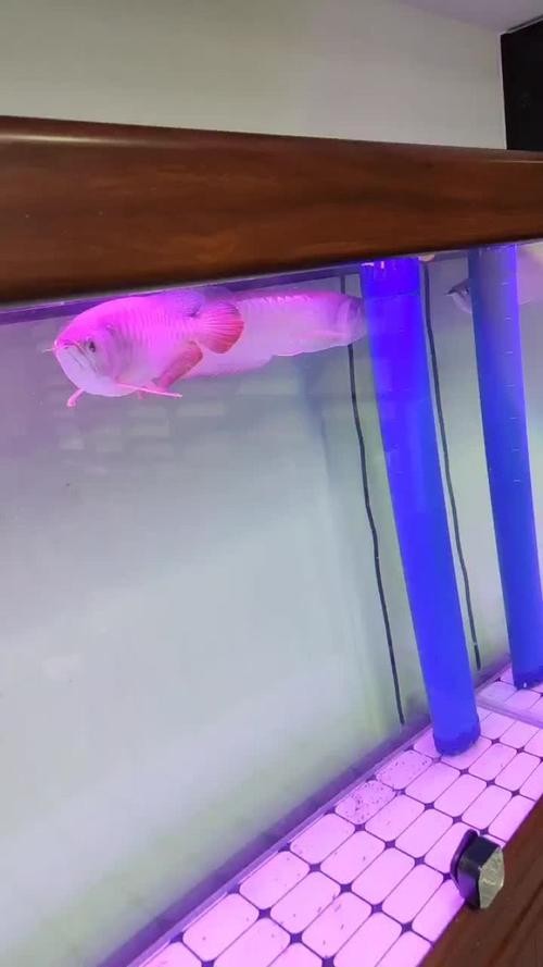 龍魚批發(fā)基地圖片大全大圖