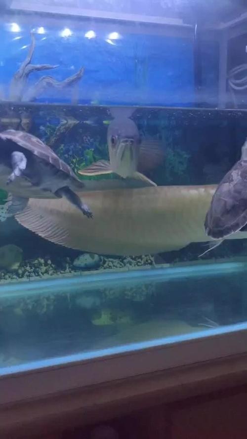 龍魚批發(fā)基地圖片大全大圖