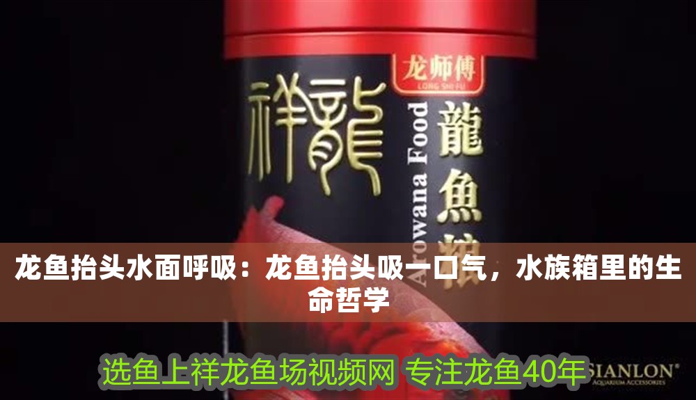 龍魚抬頭水面呼吸：龍魚抬頭吸一口氣，水族箱里的生命哲學