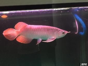 最便宜的紅龍魚多少錢（最便宜的紅龍魚價格大約在50元一條）