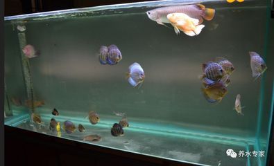50厘米魚缸養龍魚可以嗎