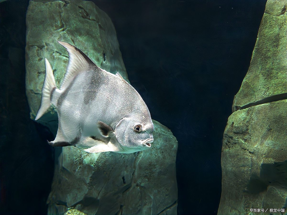 金龍魚飼料多久換一次比較好？