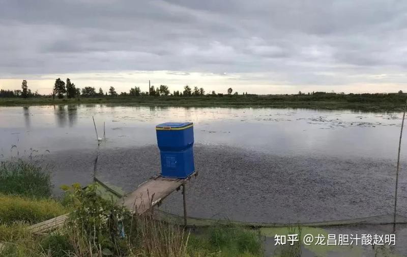 金龍魚飼料多久換一次比較好？