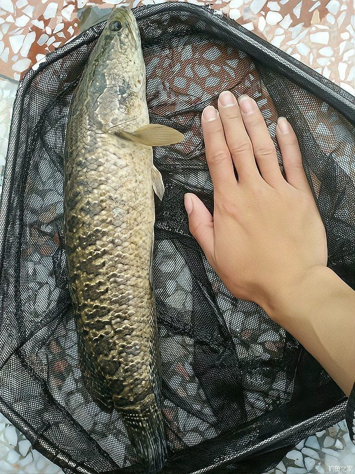 金龍魚和黑魚的區(qū)別是什么 金龍魚和黑魚的區(qū)別是什么 龍魚百科 第1張