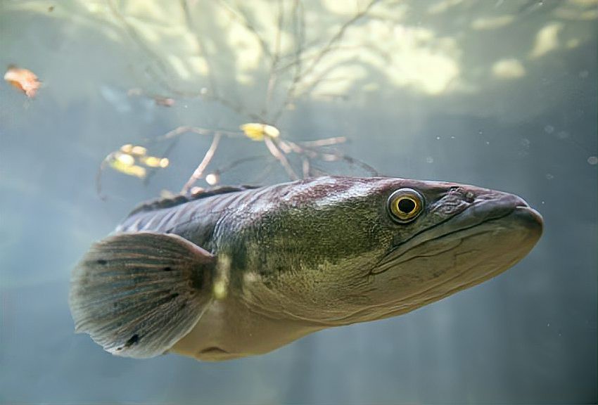 金龍魚和黑魚的區(qū)別是什么 金龍魚和黑魚的區(qū)別是什么 龍魚百科 第17張