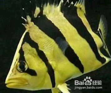 龍魚和鳳魚