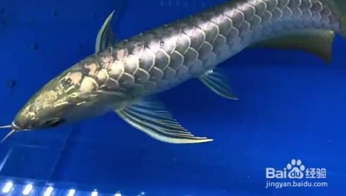龍魚和鳳魚