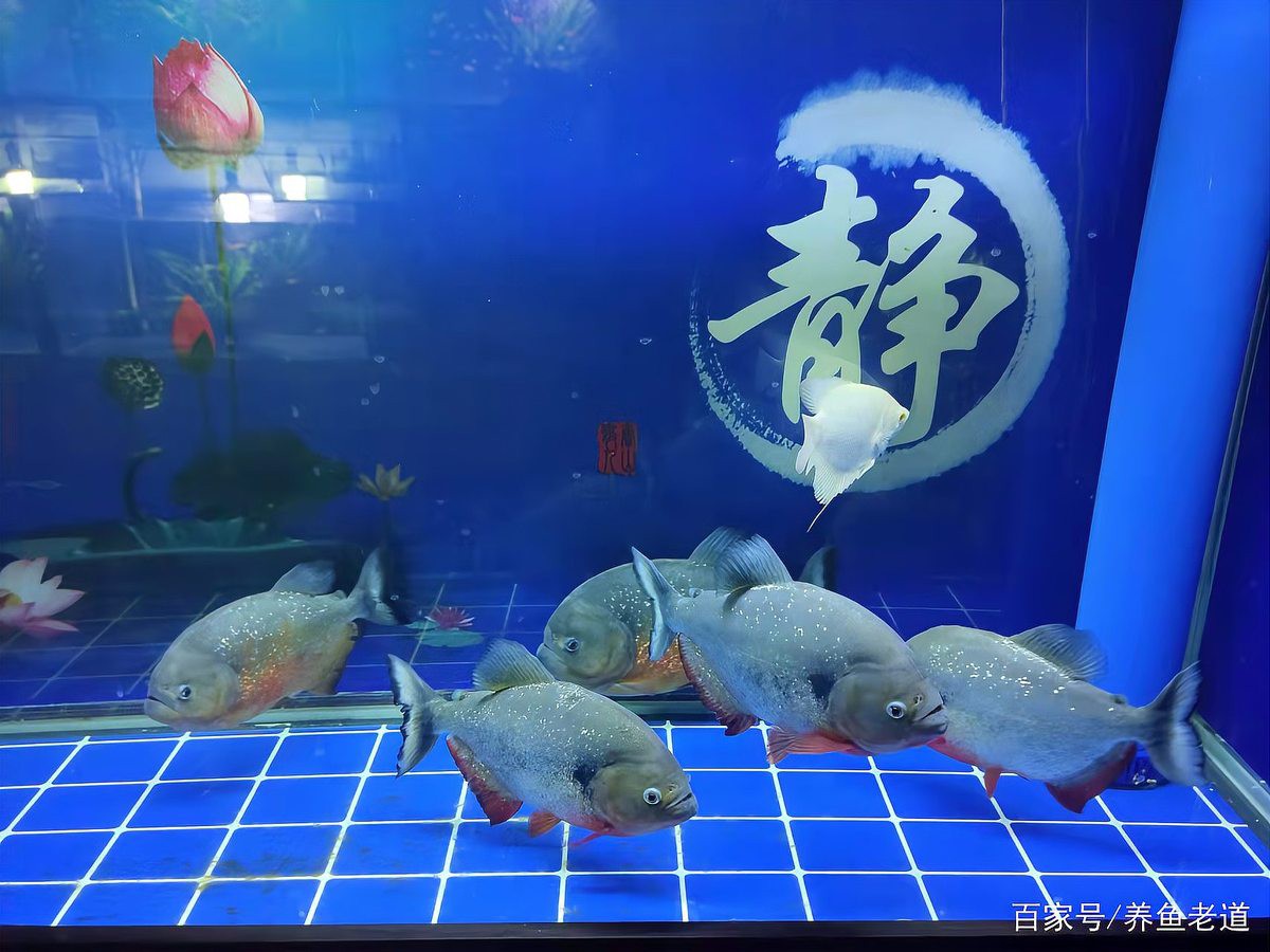 混養(yǎng)雷龍和招財(cái)貓需要多大的魚(yú)缸？