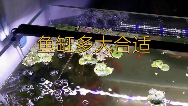 混養(yǎng)雷龍和招財(cái)貓需要多大的魚缸？