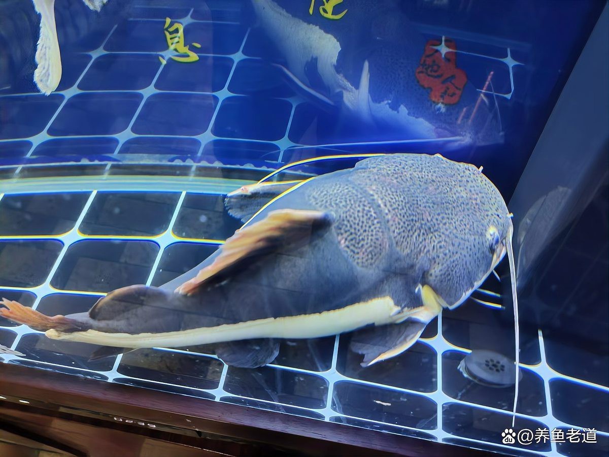 混養(yǎng)雷龍和招財(cái)貓需要多大的魚(yú)缸？