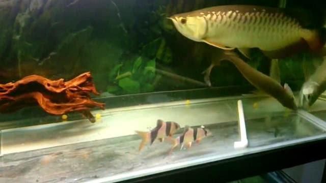 觀賞的金龍魚可以吃嗎有毒嗎：觀賞的金龍魚可以吃嗎